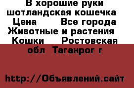 В хорошие руки шотландская кошечка › Цена ­ 7 - Все города Животные и растения » Кошки   . Ростовская обл.,Таганрог г.